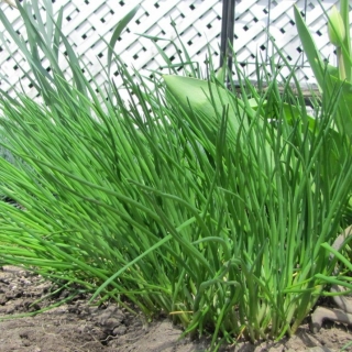 Лук Медонос (шнитт)