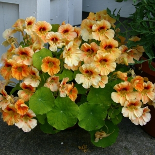 Настурция Персиковый джем (тёмнолистная)