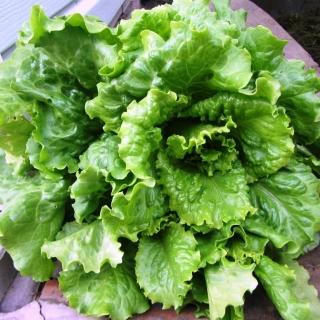 Салат Персей