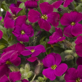 Обриета Лейхтлина F1 карминно-розовая