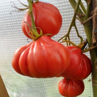 Томат Тлаколула де Матаморос