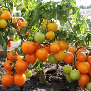 Томат Непас- 4 Непасынкующийся Оранжевый Сердцевидный