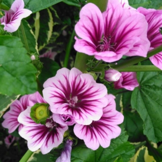 Мальва Зебрина