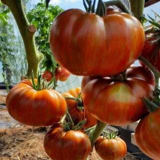 Томат Гном Шоколадная молния (Dwarf chocolate lightning)