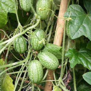 Мелотрия Мини-огурчик