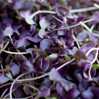 Микрозелень Мизуна красная