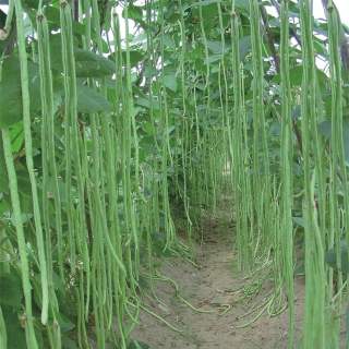 Вигна Макаретти