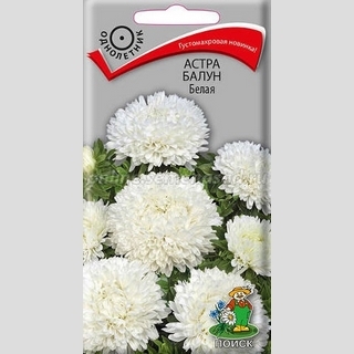Астра Балун Белая