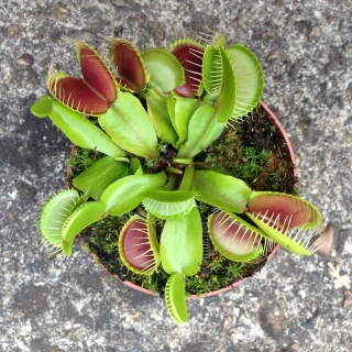 Дионея Венерина Мухоловка (большой пакет)