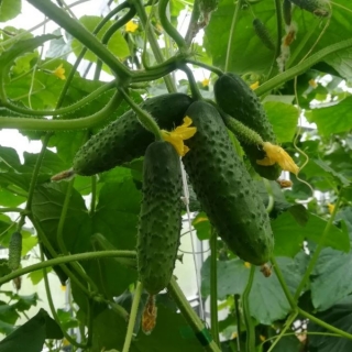 Огурец Алтайский корнишон