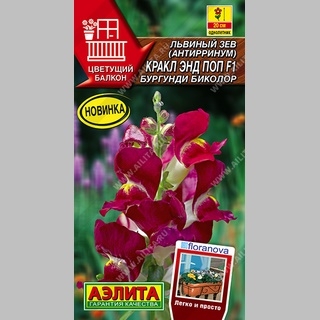 Львиный зев Кракл энд Поп F1 Бургунди Биколор