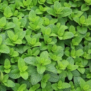 Мята Лекарственная 1