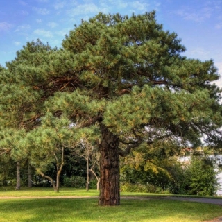 Сосна Ажурная обыкновенная