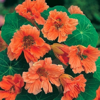 Настурция Майская Махровая Лососевая
