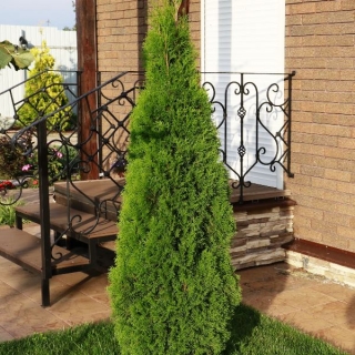 Туя Канди Страйп западная