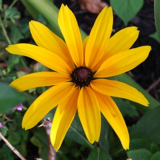 Рудбекия Янтарь