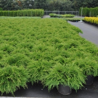 Микробиота Бенетацо (перекрестнопарная)