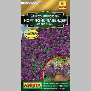 Алиссум Норт Фэйс Лавендер (каскадный)