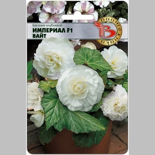 Бегония Империал F1 Вайт (клубневая)