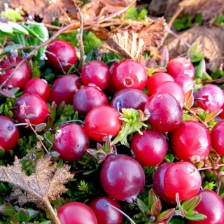 Клюква Рубиновая россыпь крупноплодная