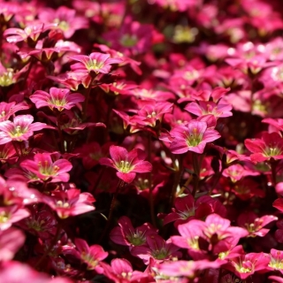 Камнеломка Пурпурмантель