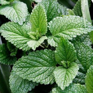 Мята Снежана