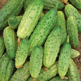 Огурец Надежный