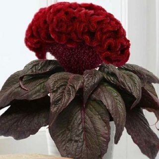 Целозия Концертина Ред Дарк Лиф (горшечная)