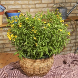 Эстрагон Мексиканский (бархатцы лучистые)