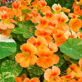 Настурция низкорослая Аляска золотая