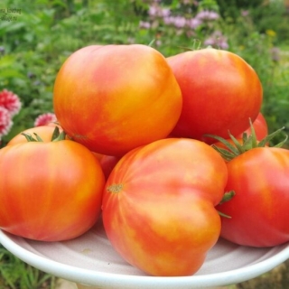 Томат Сияние