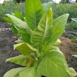 Махорка Уральский Самосад