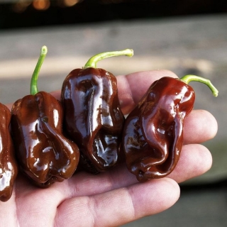 Перец Горький шоколад