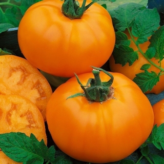 Томат Сахар Оранжевый ® F1