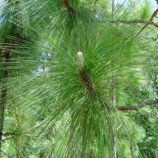 Сосна Изумрудный гейзер болотная (большой пакет)