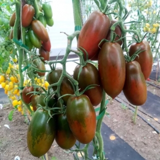 Томат Бурая гроздь F1