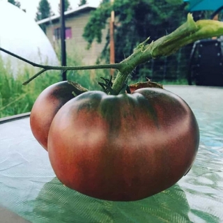 Томат Сахар Черный