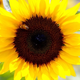 Подсолнечник Солнечный круг