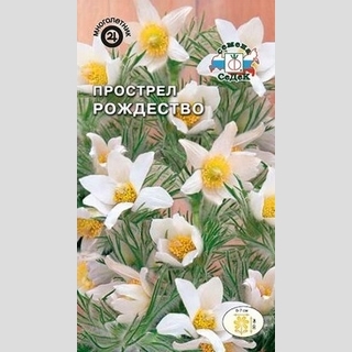 Прострел Рождество