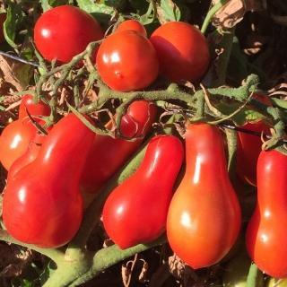 Томат Мексиканские Маракасы (большой пакет)