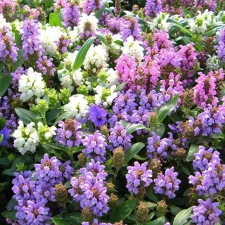 Черноголовка крупноцветковая