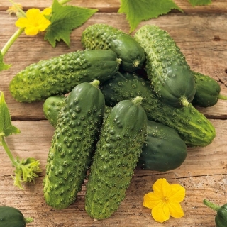 Огурец Чудо на балкон F1