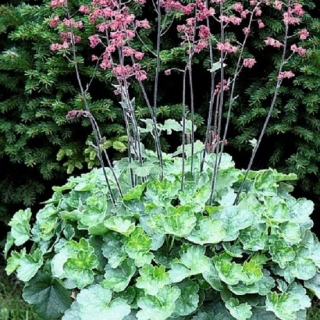 Гейхера Коралл Форест (кроваво-красная)