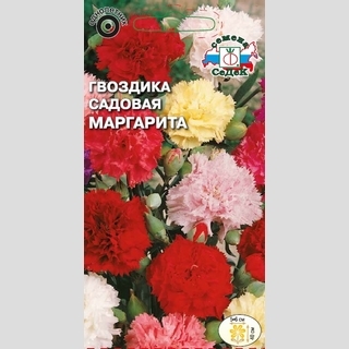 Гвоздика Маргарита смесь (садовая)