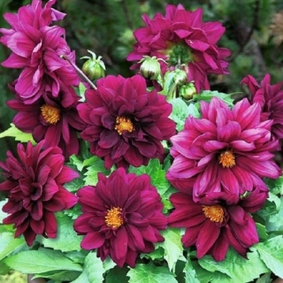 Георгина Карлсон Фиолет Шейдс