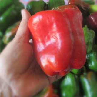 Перец Жемчужина сибири