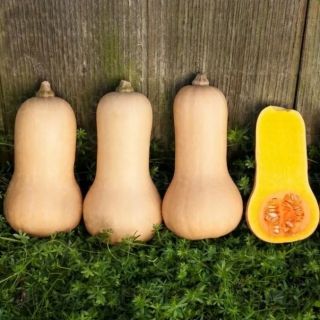 Тыква Капелька (мини-овощи)