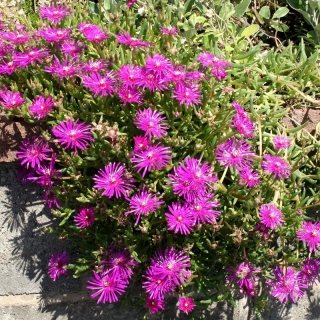 Делосперма купера Созвездие