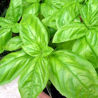 Базилик Русский размер