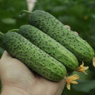 Огурец Кунак F1 (Улучшенный Мамлюк) (большой пакет)